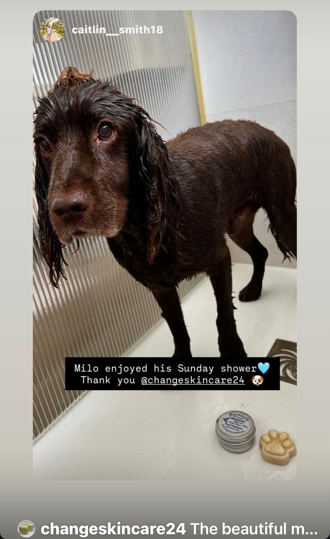 Posh Paws Dog Shampoo